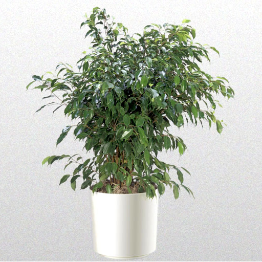 Ficus Benjamina Bush