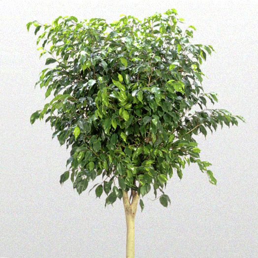 Ficus Benjamina Standard