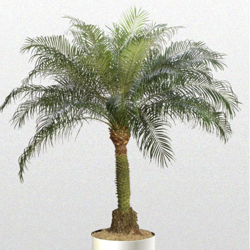 Palm Pygmy Date